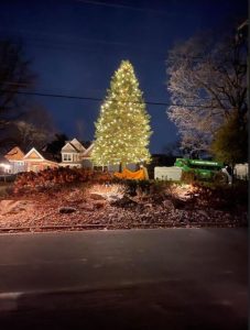 christmas lights on tree